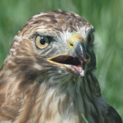 Red-tailed Hawk