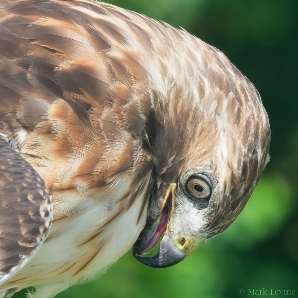Red-tailed Hawk