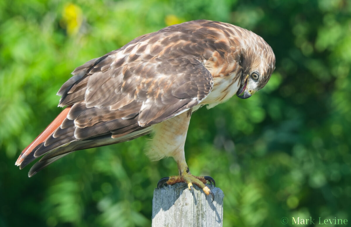 Red-tailed Hawk