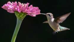 Ruby-throated Hummingbird