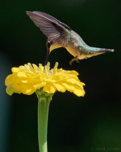 Ruby-throated Hummingbird