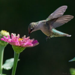 Ruby-throated Hummingbird