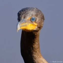 Double-crested Cormorant