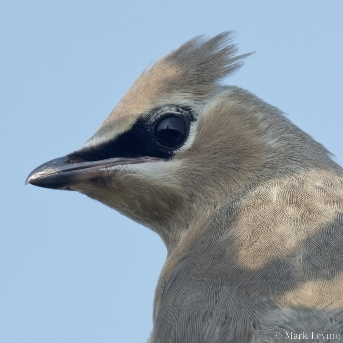 Cedar Waxwing