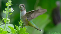 Ruby-throated Hummingbird