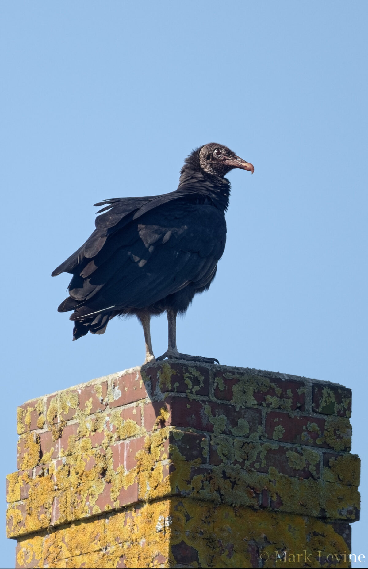 Black Vulture
