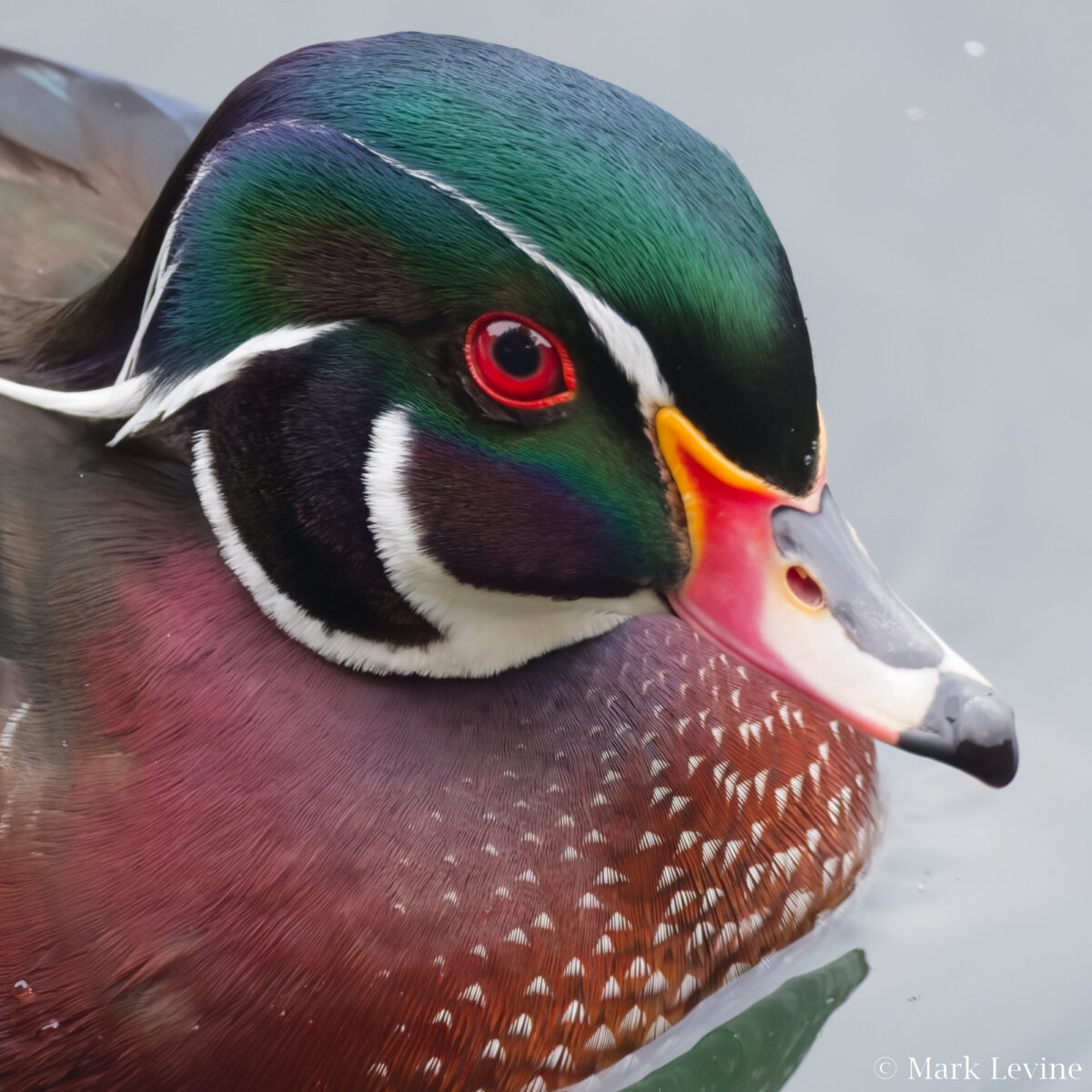 Wood Duck