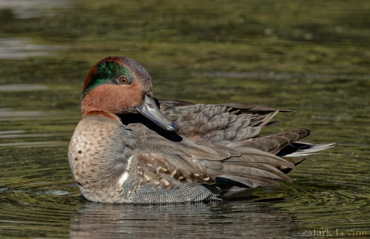 Green-winged Teal