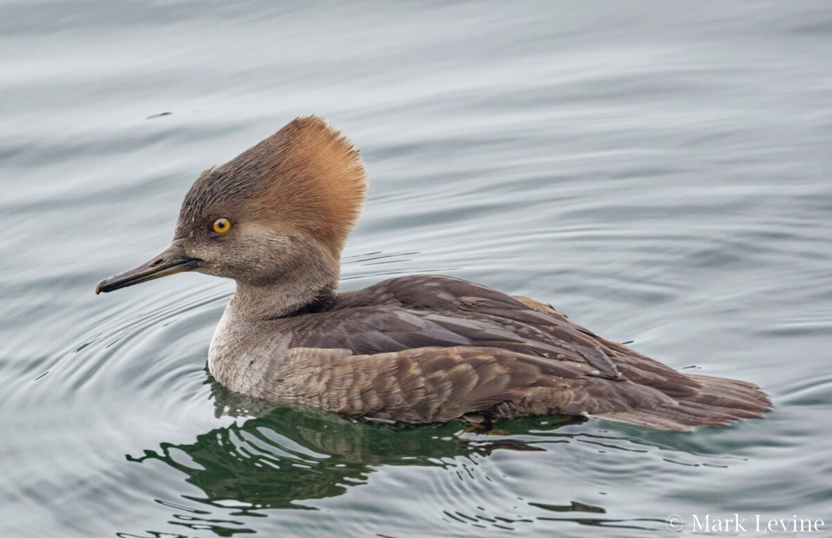 Hooded Merganser hen