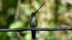 Sword-billed Hummingbird