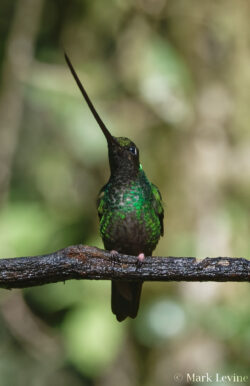 Sword-billed Hummingbird