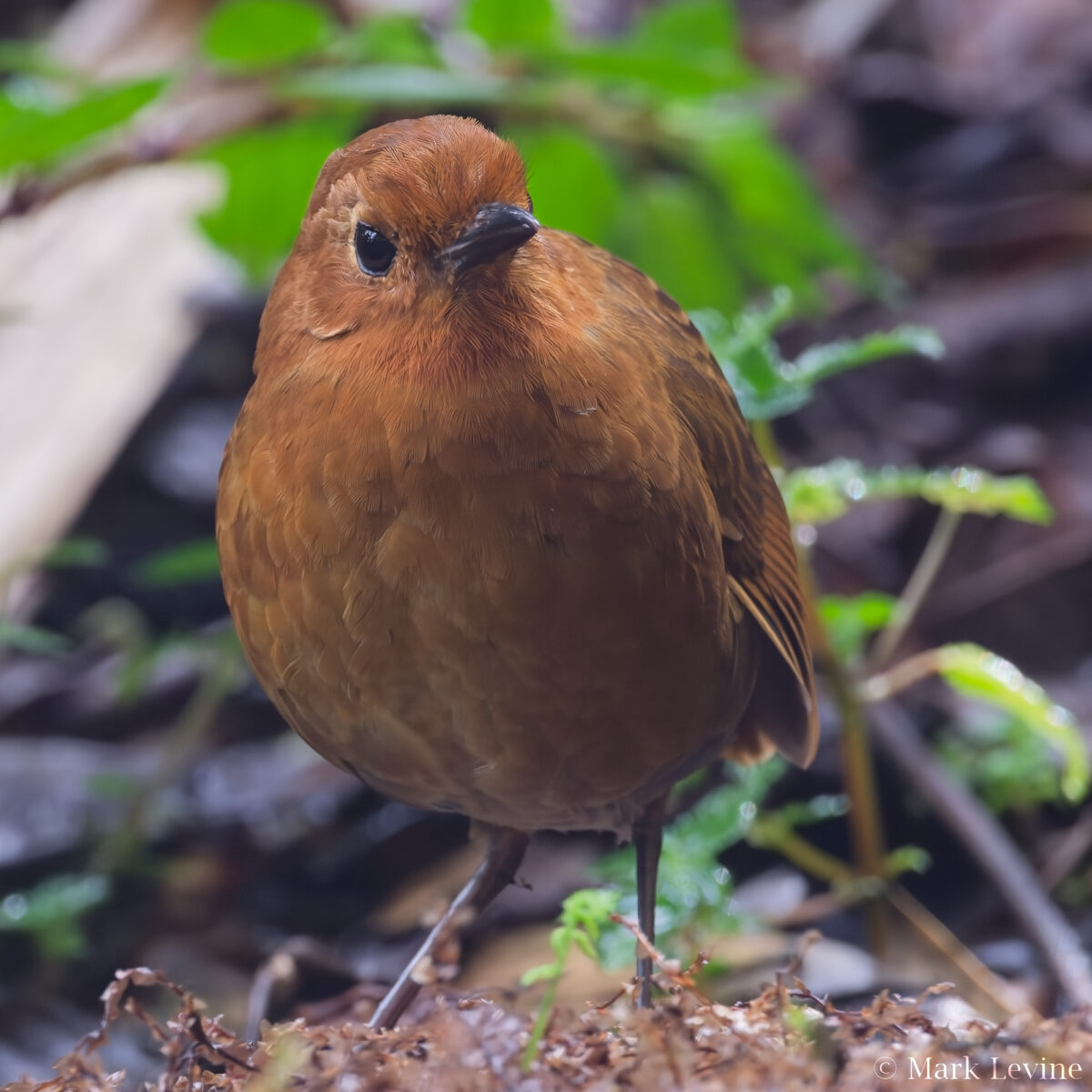 Equatorial Antpitta