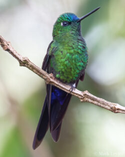 Green-crowned Brilliant