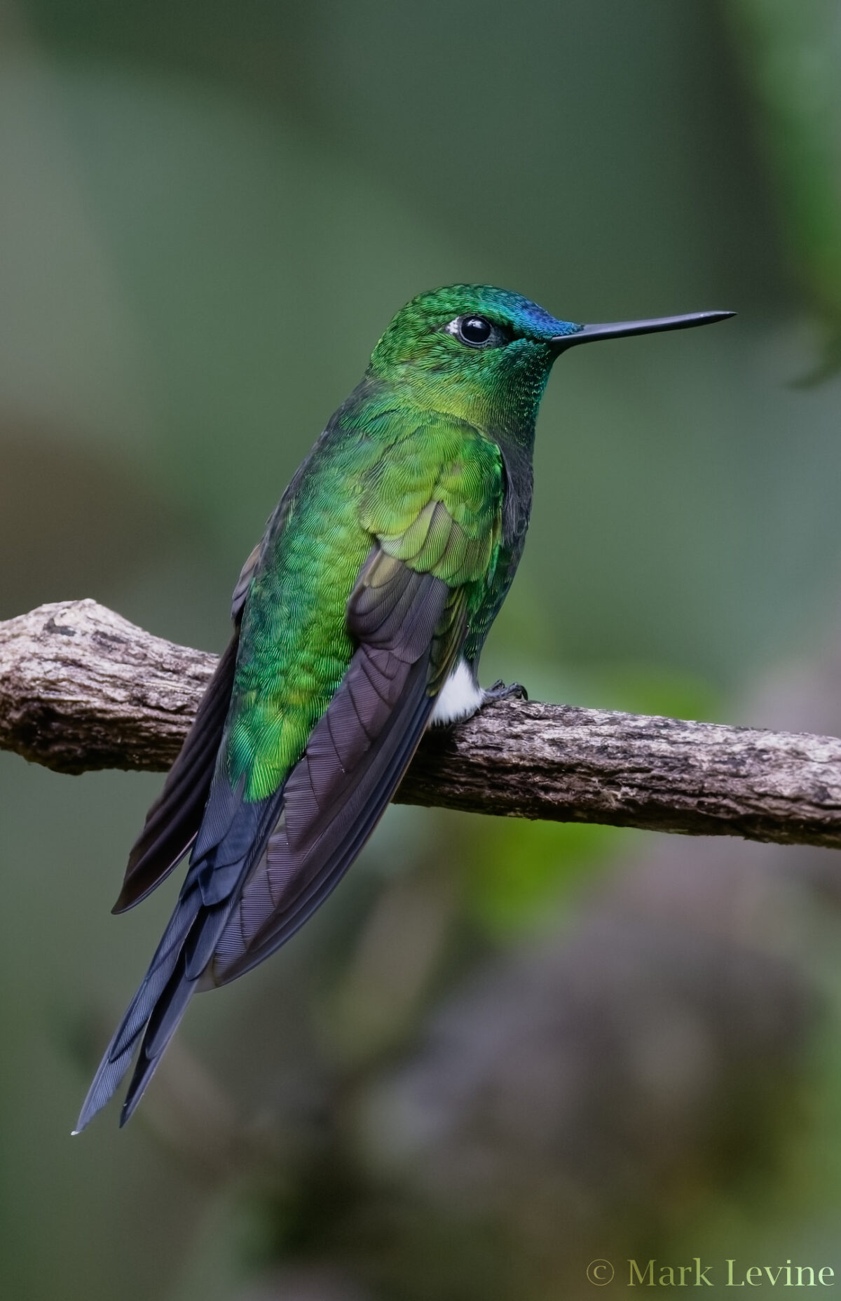Sapphire-vented Puffleg