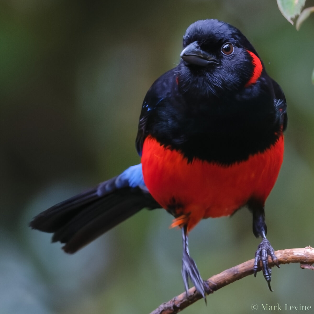 Scarlet-bellied Mountain Tanager