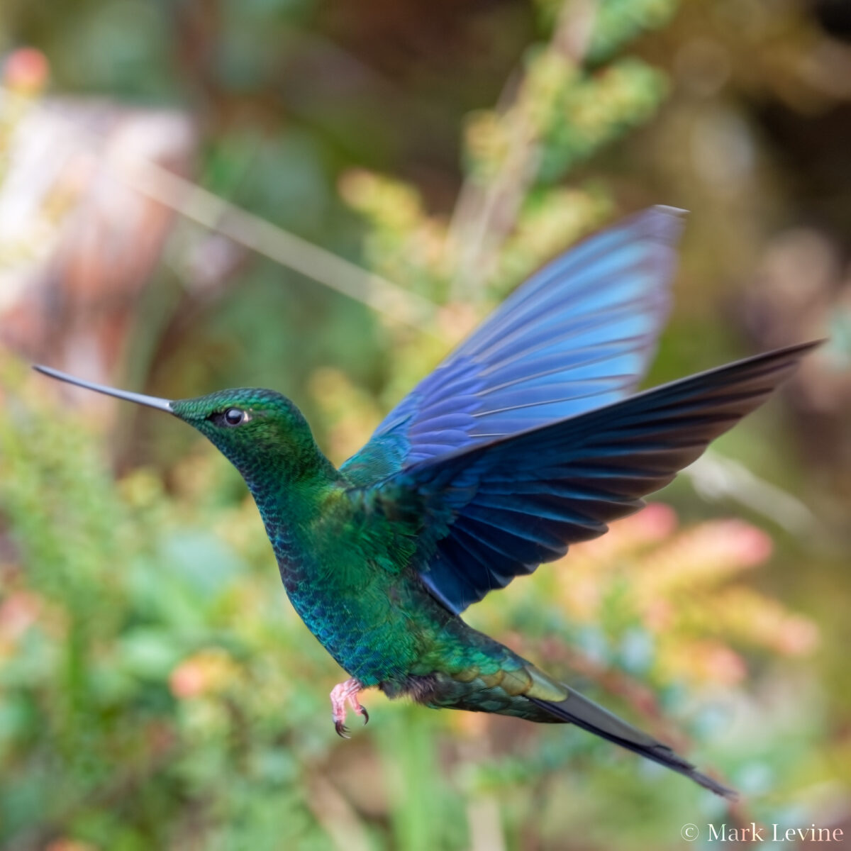 Great Sapphirewing