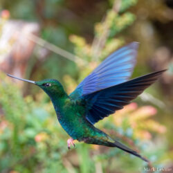 Great Sapphirewing
