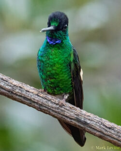 Buff-winged Starfrontlet