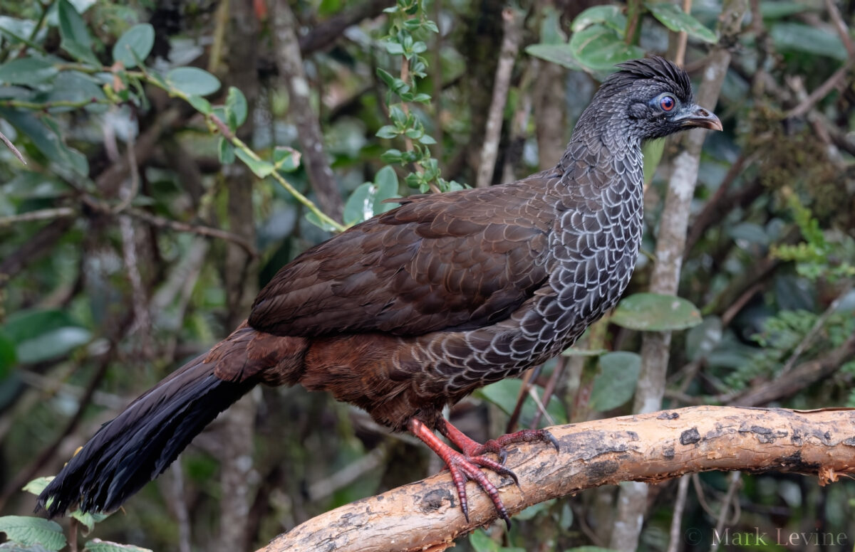 Andean Guan