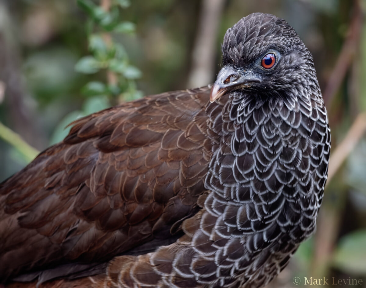 Andean Guan