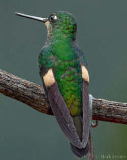Buff-winged Starfrontlet