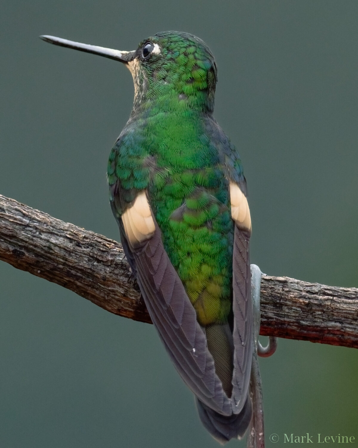 Buff-winged Starfrontlet