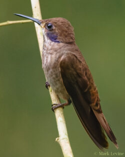 Brown Violetear