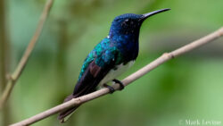 White-necked Jacobin