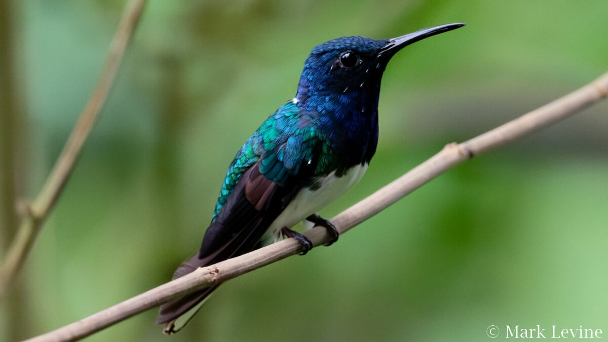 White-necked Jacobin