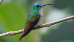 Andean Emerald