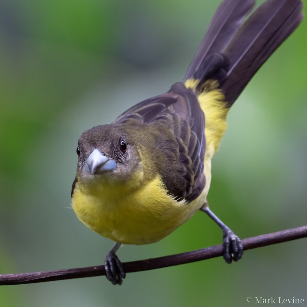 Flame-rumped Tanager
