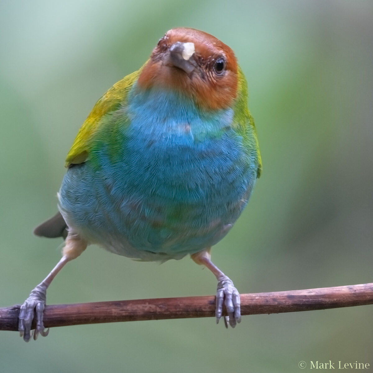 Bay-headed Tanager