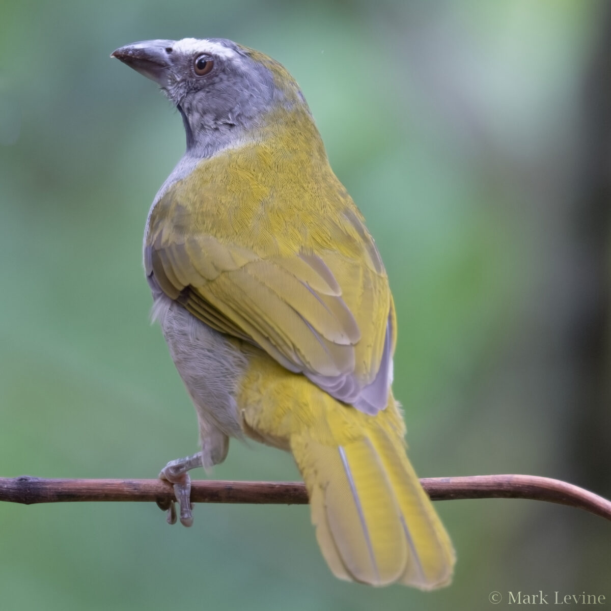 Buff-throated Saltator