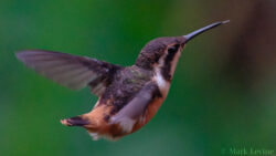 Purple-throated Woodstar