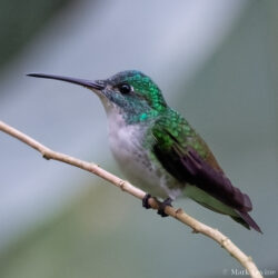 Andean Emerald