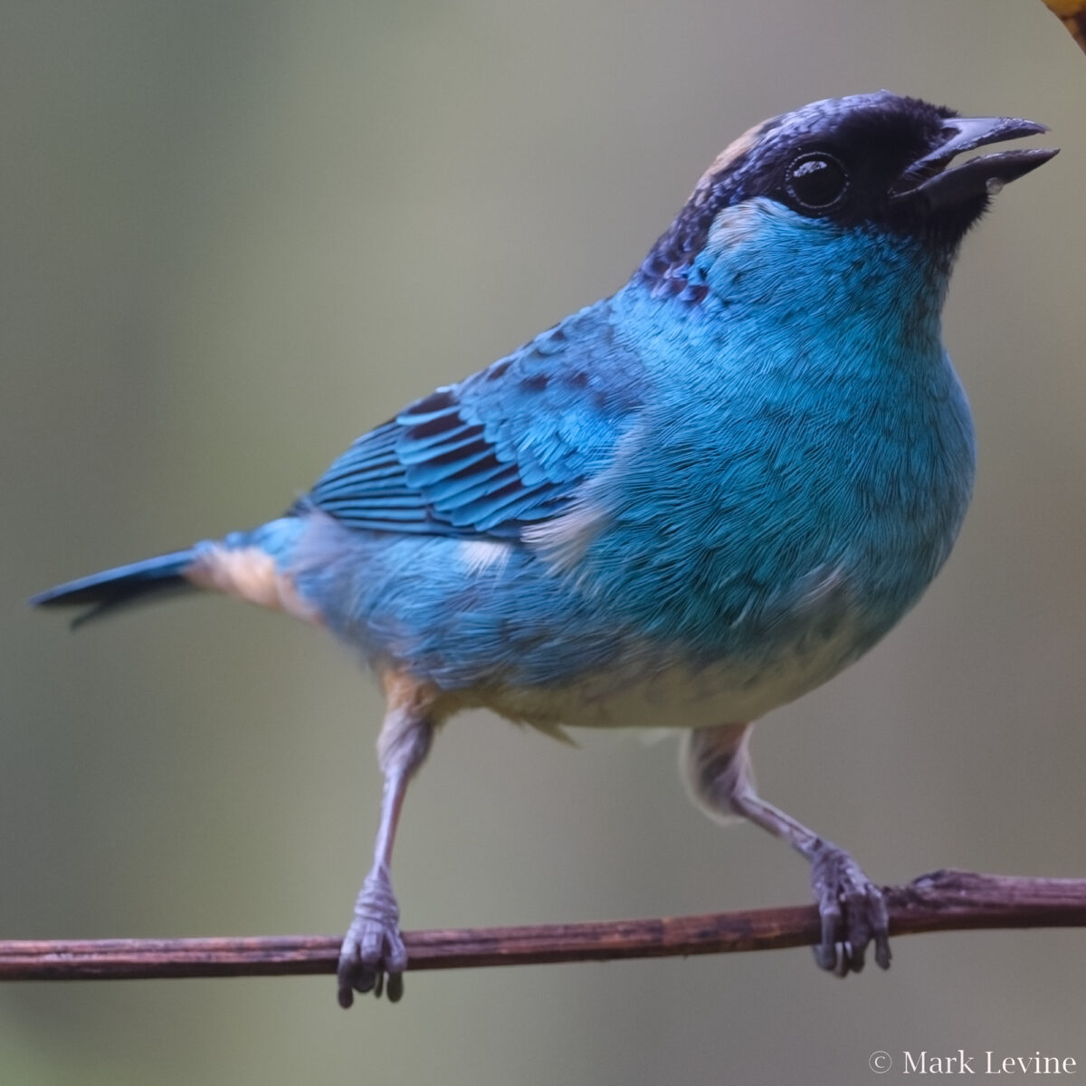 Golden-naped Tanager