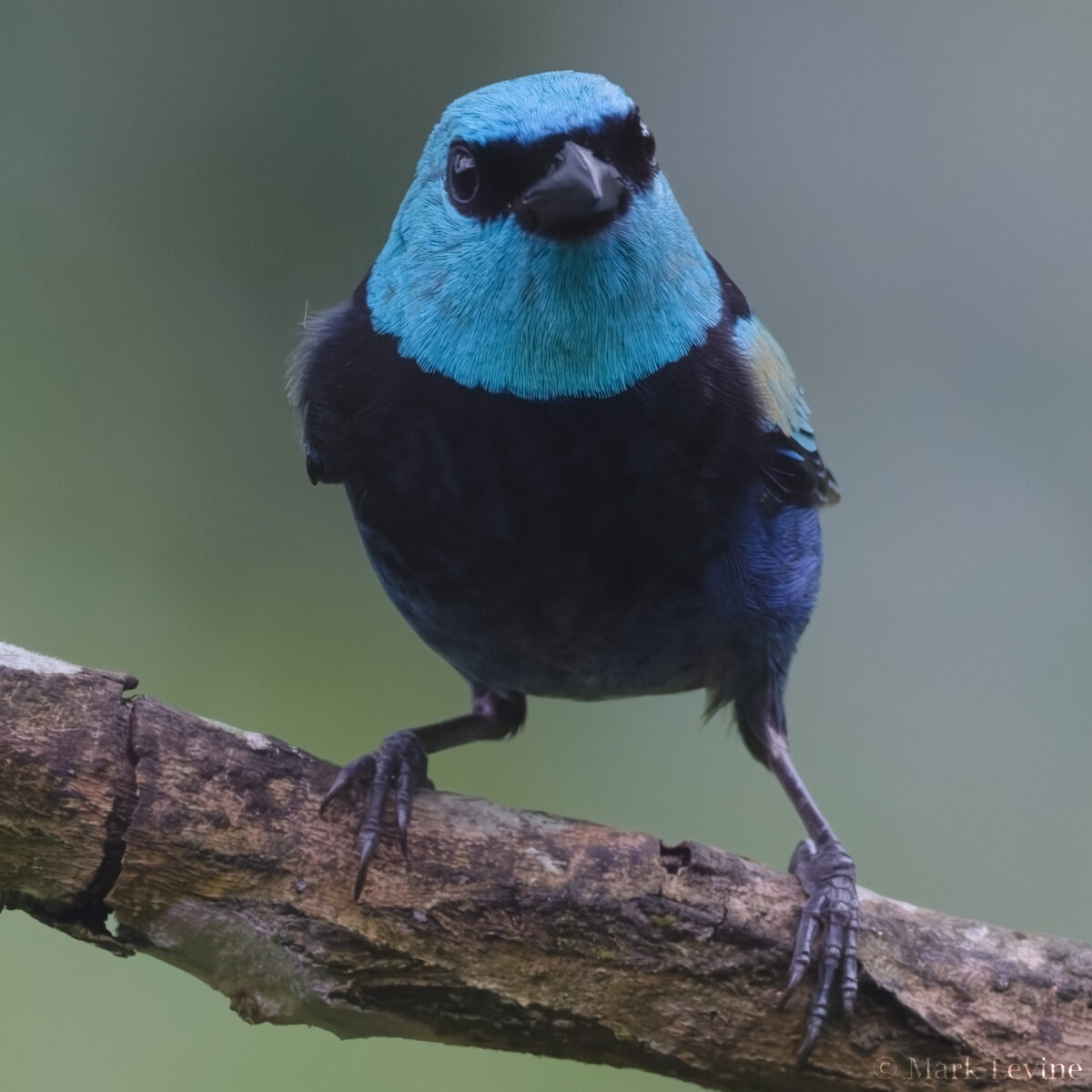 Blue-necked Tanager