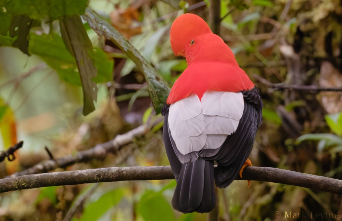 Andean Cock-of-the-Rock