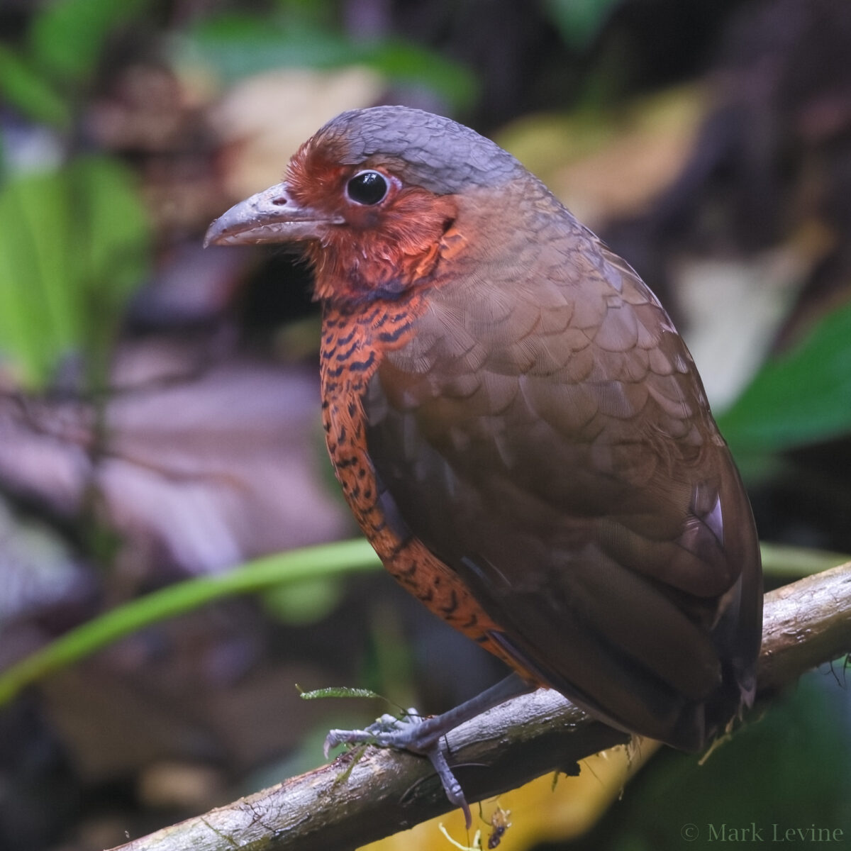 Giant Antpitta
