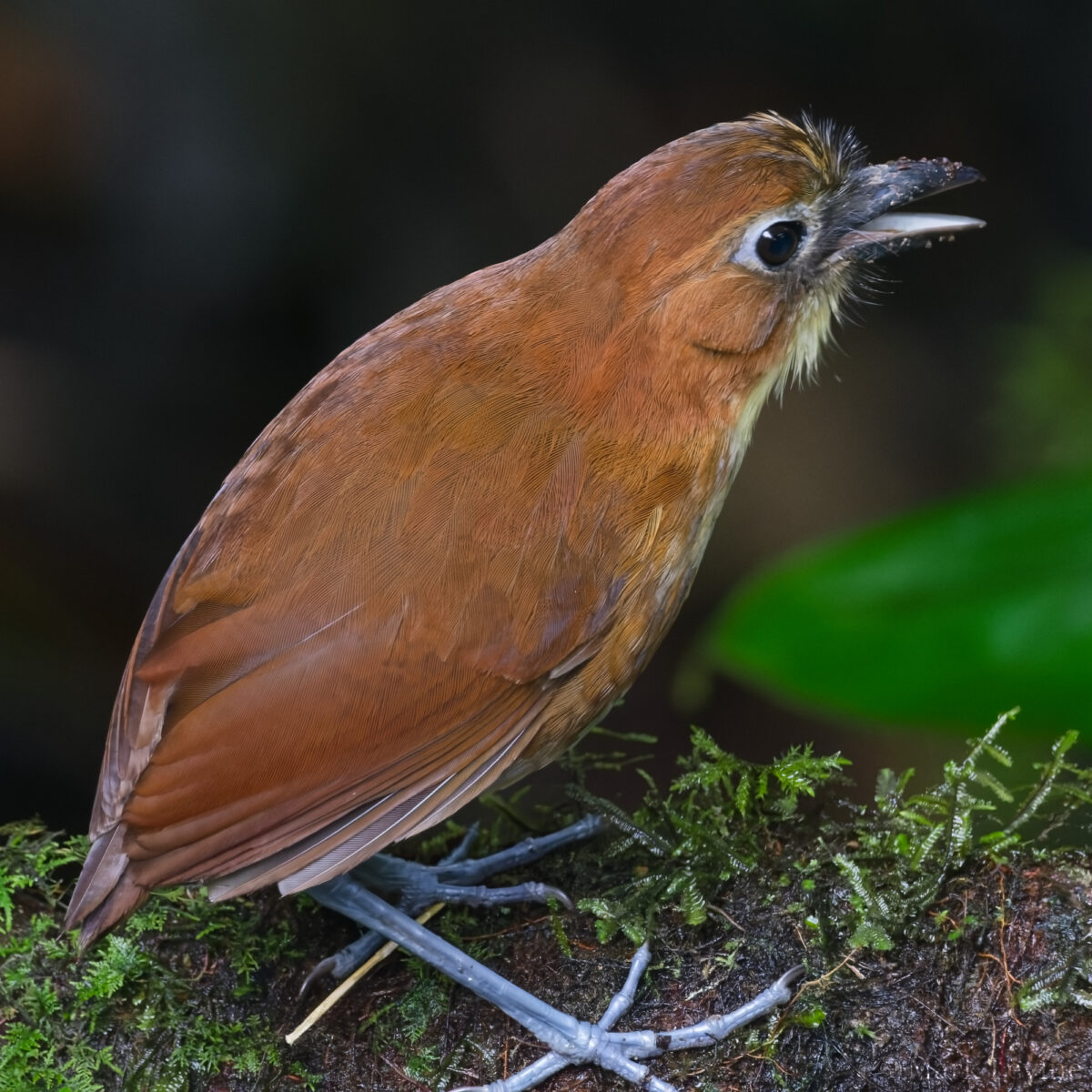 Yellow-breasted Antpitta