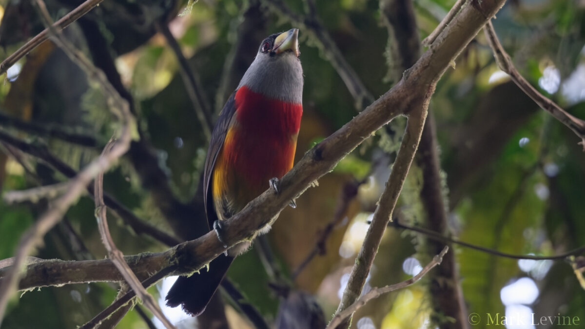 Toucan Barbet