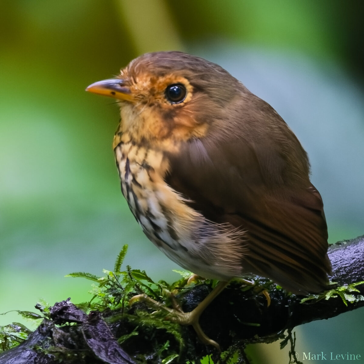 Ochre-breasted Antpitta