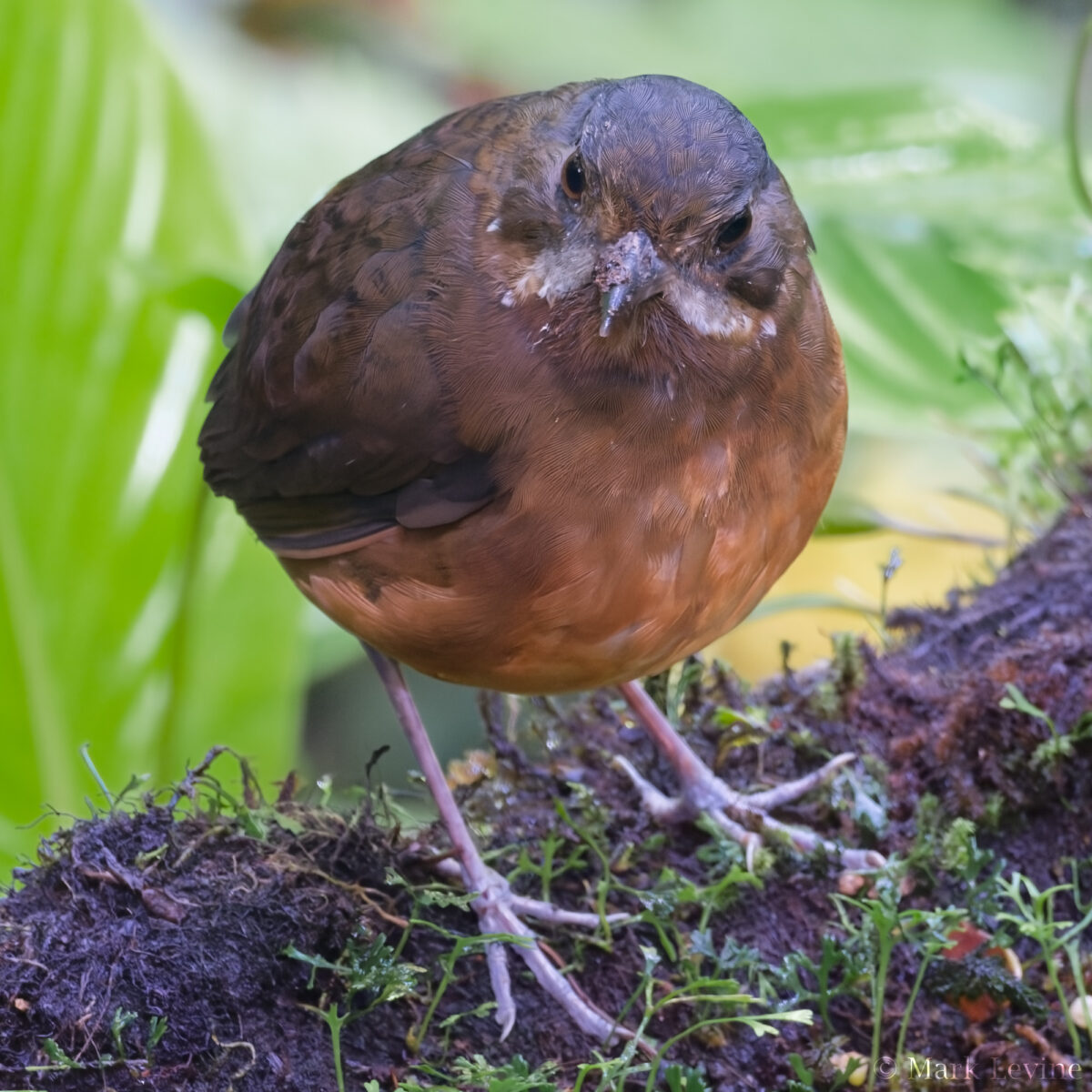 Moustached Antpitta