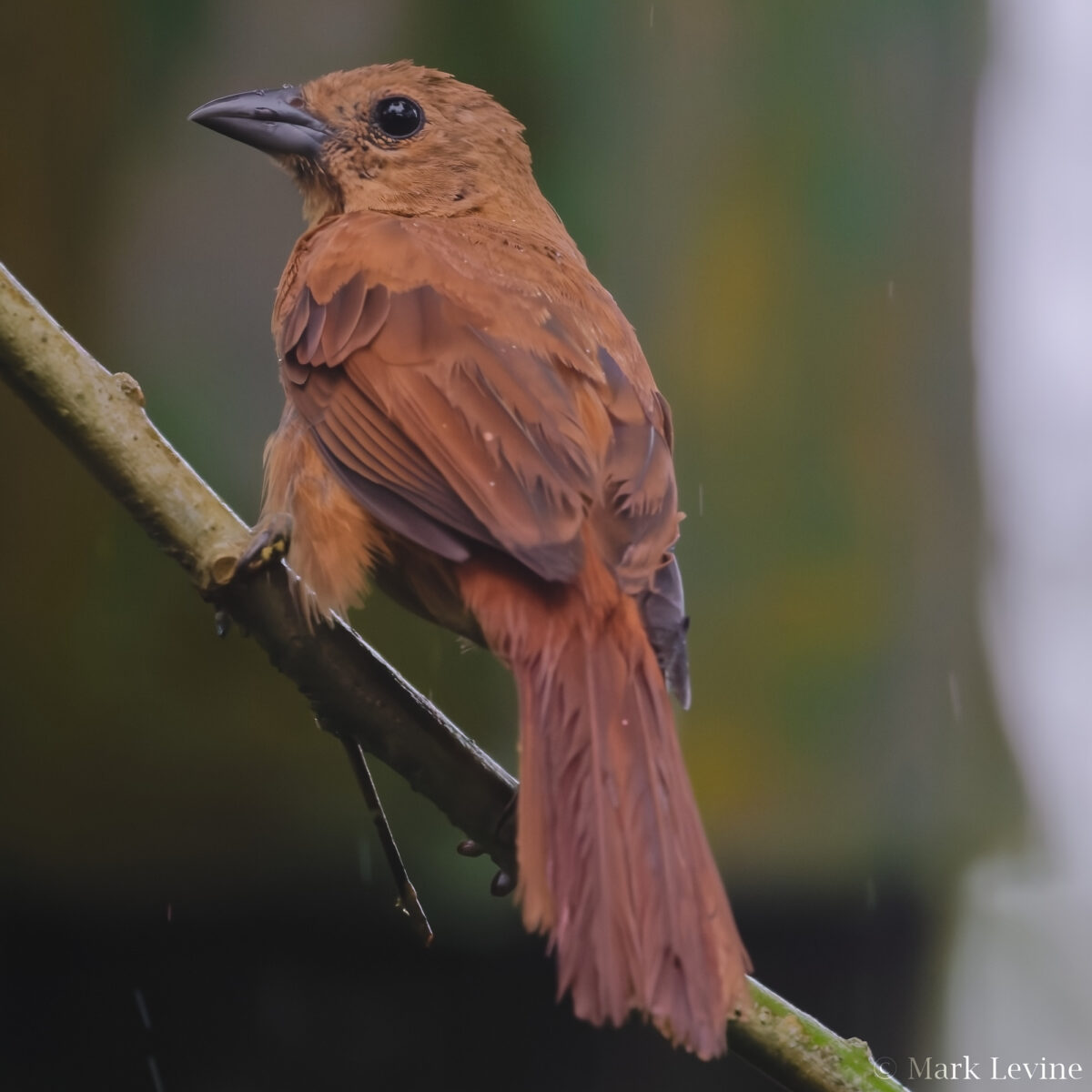 White-lined Tanager