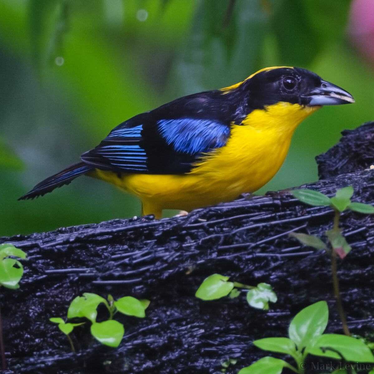 Blue-winged Mountain Tanager