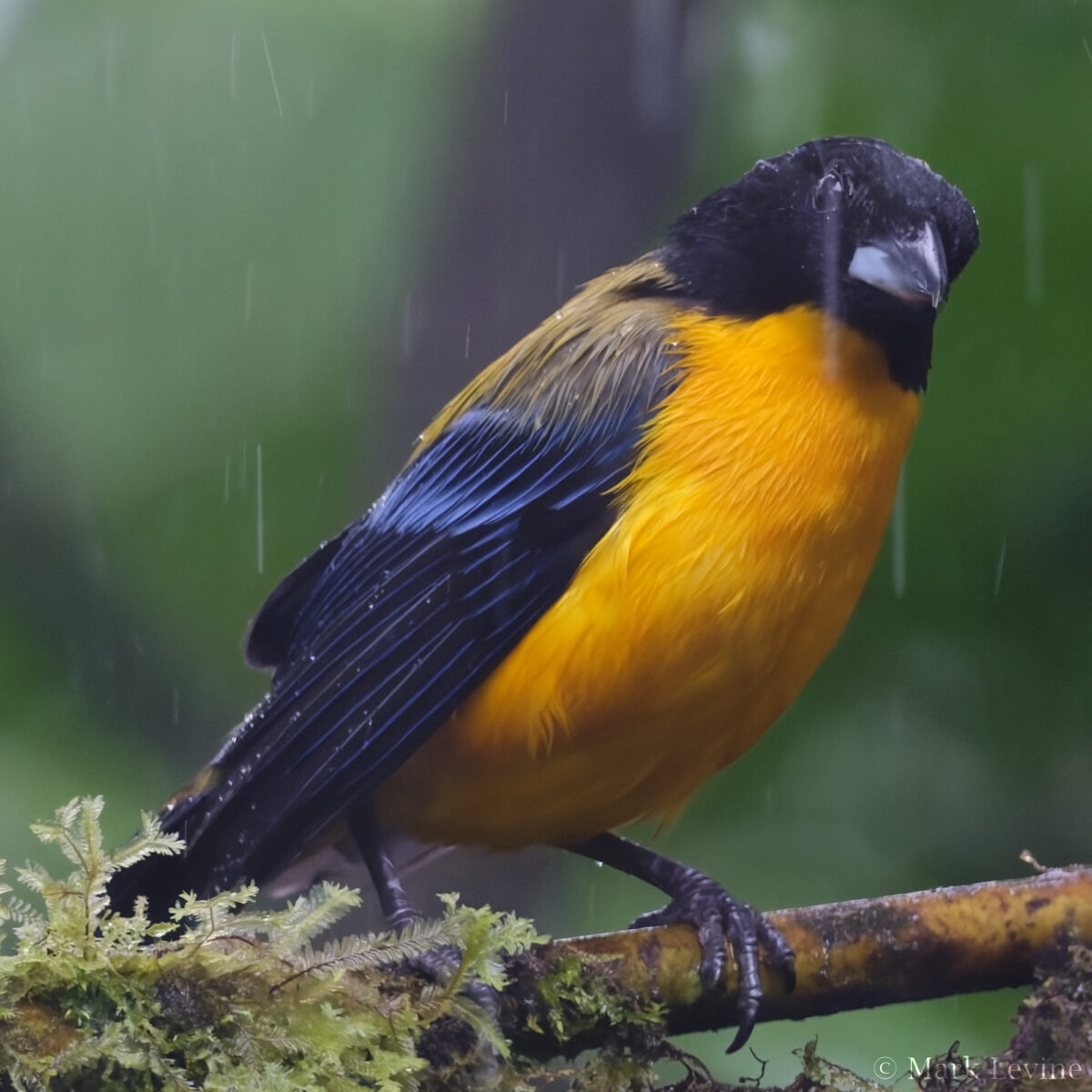 Black-chinned Mountain Tanager