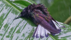 Velvet-purple Coronet