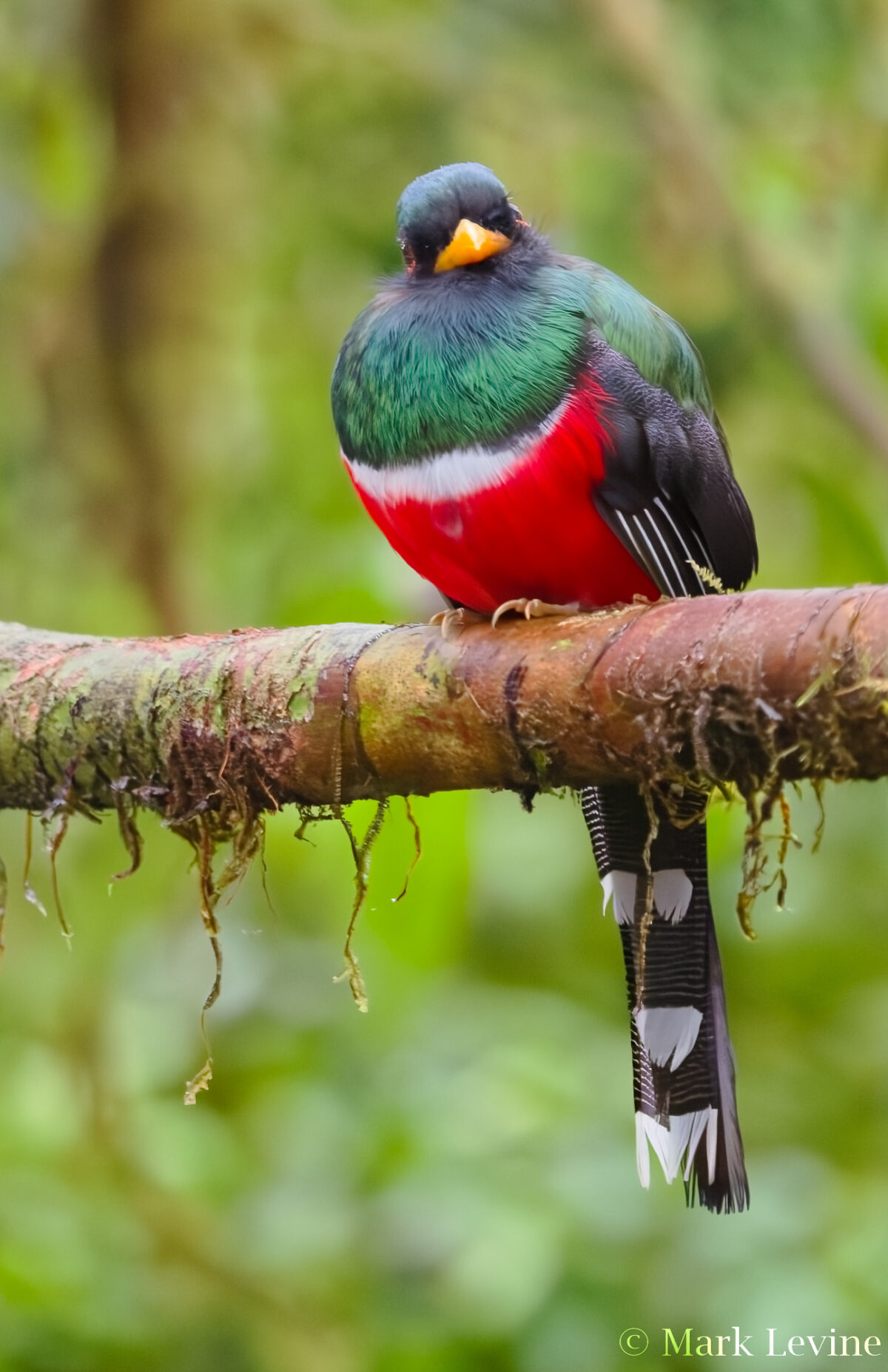 Masked Trogon