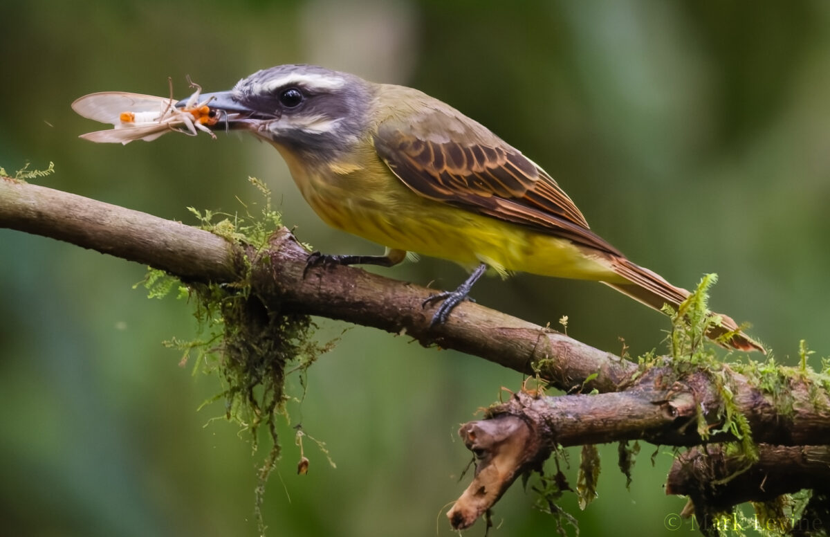 Yellow-bellied Flycatcher