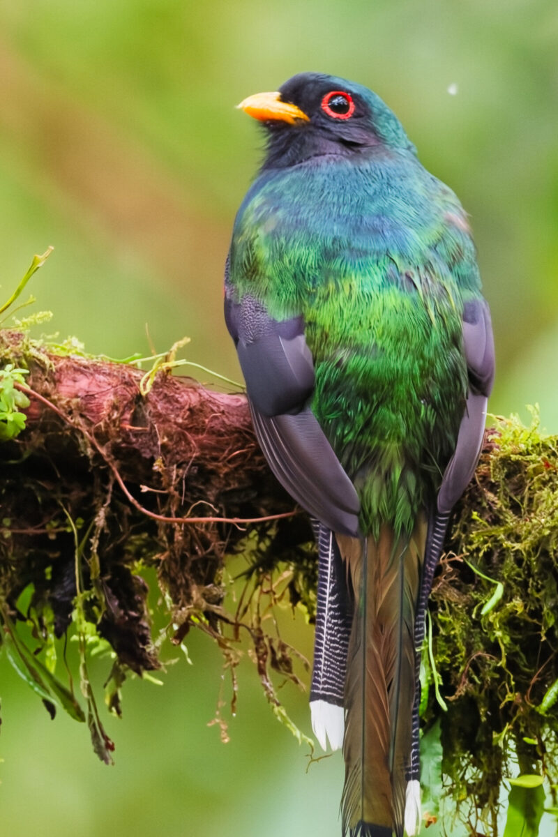 Masked Trogon